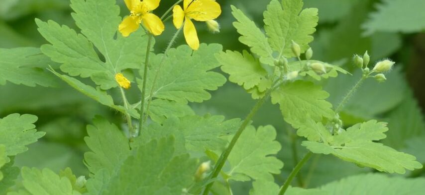 celandine plant warts